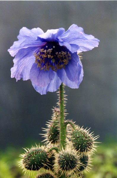 Meconopsis horridula en fleurs sur des éboulis des montagnes d'Asie centrale